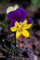 ������ ���������� / ������� ������ (Viola tricolor) Heartsease / Johnny Jump Up