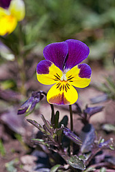 ������ ���������� / ������� ������ (Viola tricolor) Heartsease / Johnny Jump Up