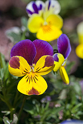 ������ ���������� / ������� ������ (Viola tricolor) Heartsease / Johnny Jump Up