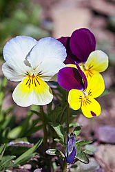 ������ ���������� / ������� ������ (Viola tricolor) Heartsease / Johnny Jump Up