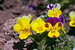 ������ ���������� / ������� ������ (Viola tricolor) Heartsease / Johnny Jump Up