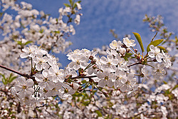 ����� ������������ (Prunus cerasus) Sour cherry
