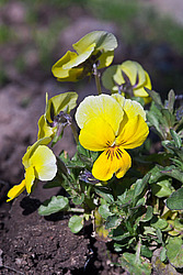 ������ ���������� / ������� ������ (Viola tricolor) Heartsease / Johnny Jump Up