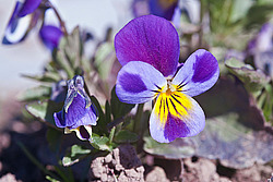������ ���������� / ������� ������ (Viola tricolor) Heartsease / Johnny Jump Up