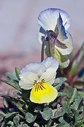 ������ ���������� / ������� ������ (Viola tricolor) Heartsease / Johnny Jump Up