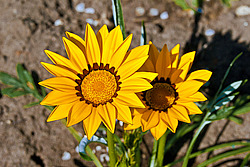 ������� ����������� (Gazania rigens) Trailing Gazania