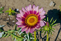 ������� ����������� (Gazania rigens) Trailing Gazania