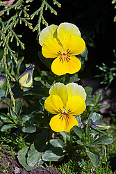������ ���������� / ������� ������ (Viola tricolor) Heartsease / Johnny Jump Up