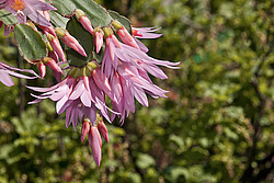 ������������� ������� / ���������� ������ (Rhipsalidopsis rosea) Pink Easter cactus