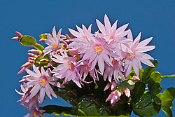 ������������� ������� / ���������� ������ (Rhipsalidopsis rosea) Pink Easter cactus