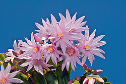 ������������� ������� / ���������� ������ (Rhipsalidopsis rosea) Pink Easter cactus