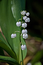 ������ ������� (Convallaria majalis) Lily of the Valley / Lily-of-the-Valley