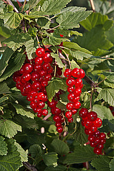 ��������� ������� (Ribes rubrum) Redcurrant