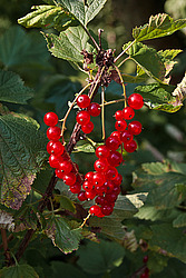 ��������� ������� (Ribes rubrum) Redcurrant
