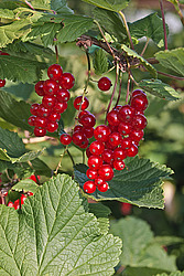 ��������� ������� (Ribes rubrum) Redcurrant
