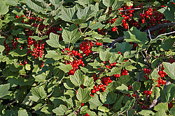 ��������� ������� (Ribes rubrum) Redcurrant