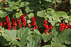 ��������� ������� (Ribes rubrum) Redcurrant