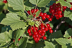 ��������� ������� (Ribes rubrum) Redcurrant