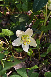 �������� ������ (Helleborus niger) Christmas rose / Black hellebore