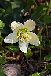 �������� ������ (Helleborus niger) Christmas rose / Black hellebore