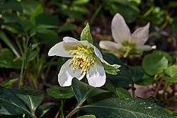 �������� ������ (Helleborus niger) Christmas rose / Black hellebore