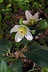 �������� ������ (Helleborus niger) Christmas rose / Black hellebore