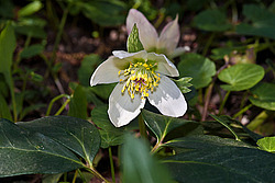 �������� ������ (Helleborus niger) Christmas rose / Black hellebore