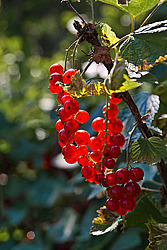 ��������� ������� (Ribes rubrum) Redcurrant