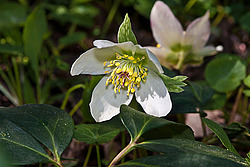 �������� ������ (Helleborus niger) Christmas rose / Black hellebore