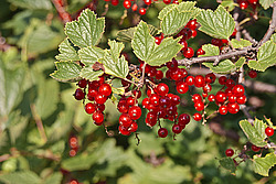 ��������� ������� (Ribes rubrum) Redcurrant