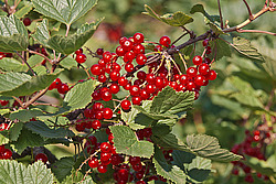 ��������� ������� (Ribes rubrum) Redcurrant