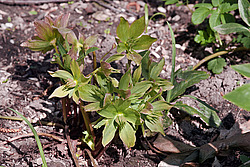 �������� ������ (Helleborus niger) Christmas rose / Black hellebore