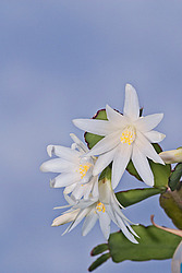 ������������� ������� / ���������� ������ (Rhipsalidopsis rosea) Pink Easter cactus
