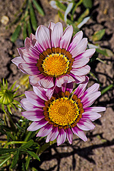 ������� ����������� (Gazania rigens) Trailing Gazania
