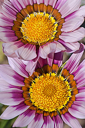 ������� ����������� (Gazania rigens) Trailing Gazania