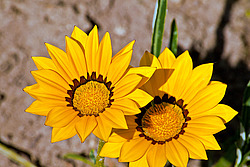 ������� ����������� (Gazania rigens) Trailing Gazania