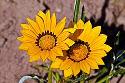 ������� ����������� (Gazania rigens) Trailing Gazania