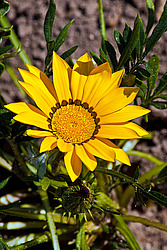 ������� ����������� (Gazania rigens) Trailing Gazania