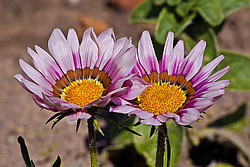 ������� ����������� (Gazania rigens) Trailing Gazania