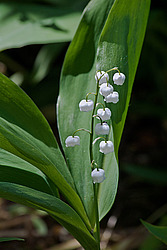 ������ ������� (Convallaria majalis) Lily of the Valley / Lily-of-the-Valley