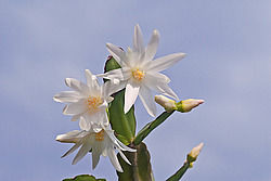 ������������� ������� / ���������� ������ (Rhipsalidopsis rosea) Pink Easter cactus