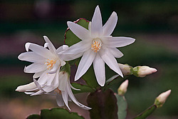 ������������� ������� / ���������� ������ (Rhipsalidopsis rosea) Pink Easter cactus