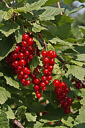 ��������� ������� (Ribes rubrum) Redcurrant