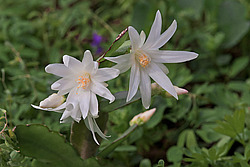 ������������� ������� / ���������� ������ (Rhipsalidopsis rosea) Pink Easter cactus