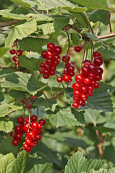 ��������� ������� (Ribes rubrum) Redcurrant