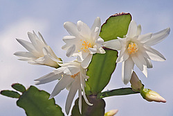 ������������� ������� / ���������� ������ (Rhipsalidopsis rosea) Pink Easter cactus