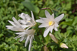 ������������� ������� / ���������� ������ (Rhipsalidopsis rosea) Pink Easter cactus