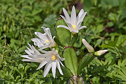 ������������� ������� / ���������� ������ (Rhipsalidopsis rosea) Pink Easter cactus
