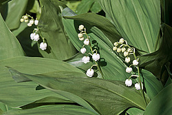 ������ ������� (Convallaria majalis) Lily of the Valley