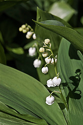 ������ ������� (Convallaria majalis) Lily of the Valley